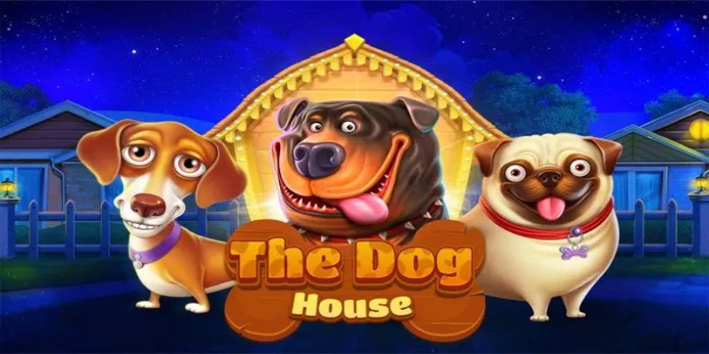 Discovering The Dog House - A Comprehensive Guide to Canine Comfort